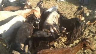اكبر عروض الماعز من سوق دراو باسوان