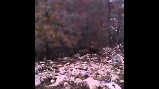 Kopov I Rus U Gatar Na Viluse