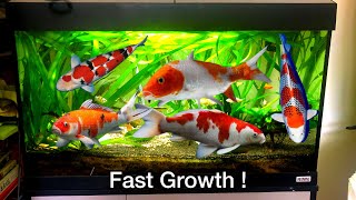 How to Care For Koi Fish In An Aquarium Tank