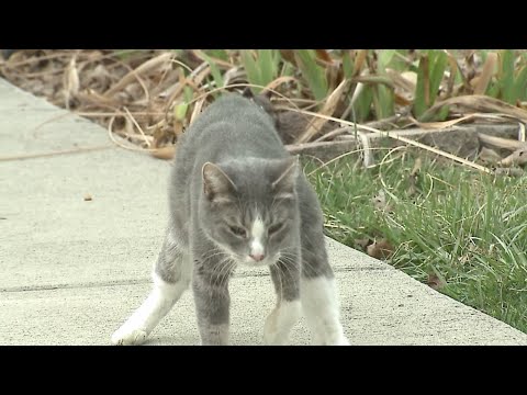 Vídeo: Wobbly Cat Troba Una Base Sòlida Amb El Propietari Amorós