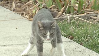 Shelter takes in 'wobbly' cats