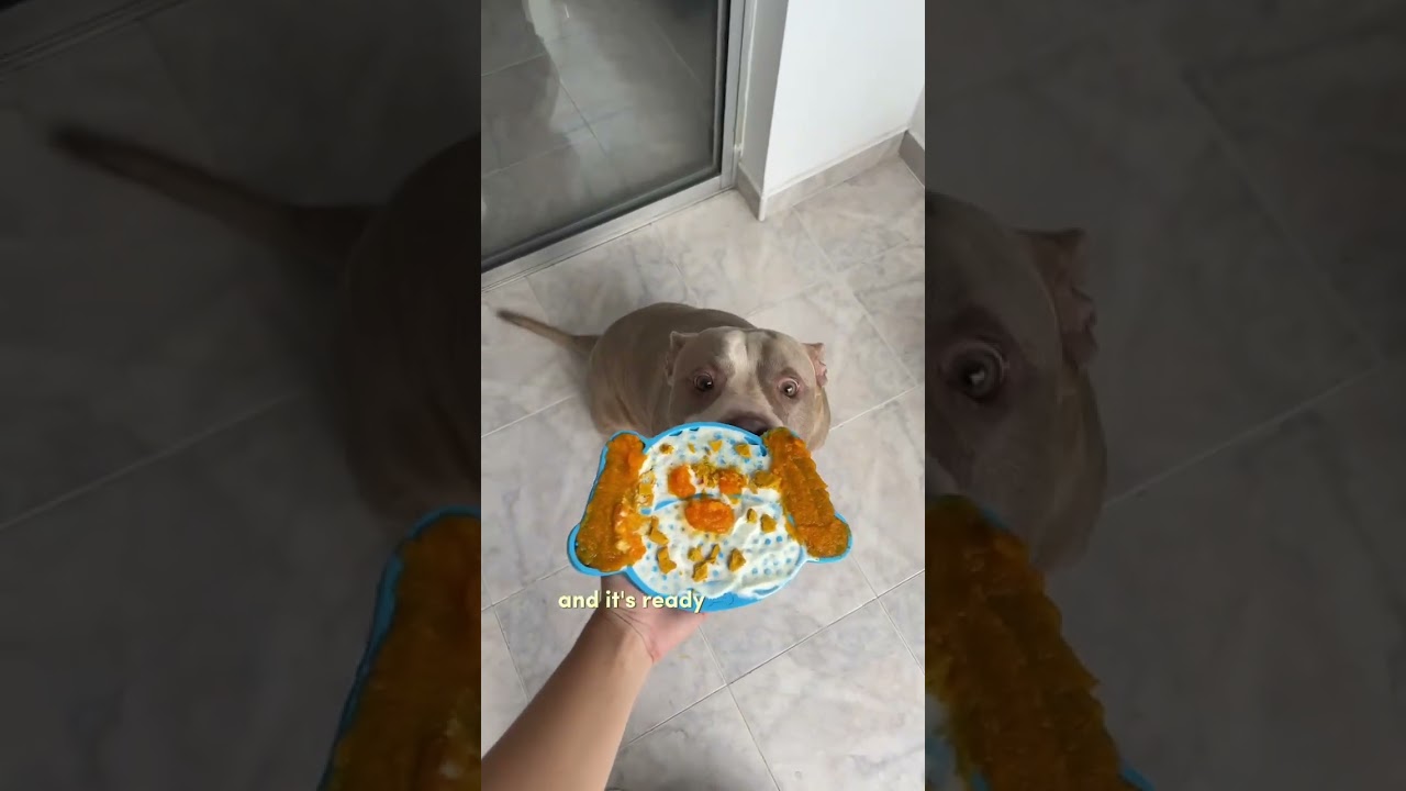 Health, quick dog recipes! Spoil your fur baby the right way 