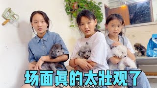 三个女儿带着狗狗回娘家，刚一进门被震惊了，感觉到了宠物市场！