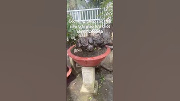 #bonsaitree Cóc rừng ghép thái siêu trái giao lưu toàn quốc