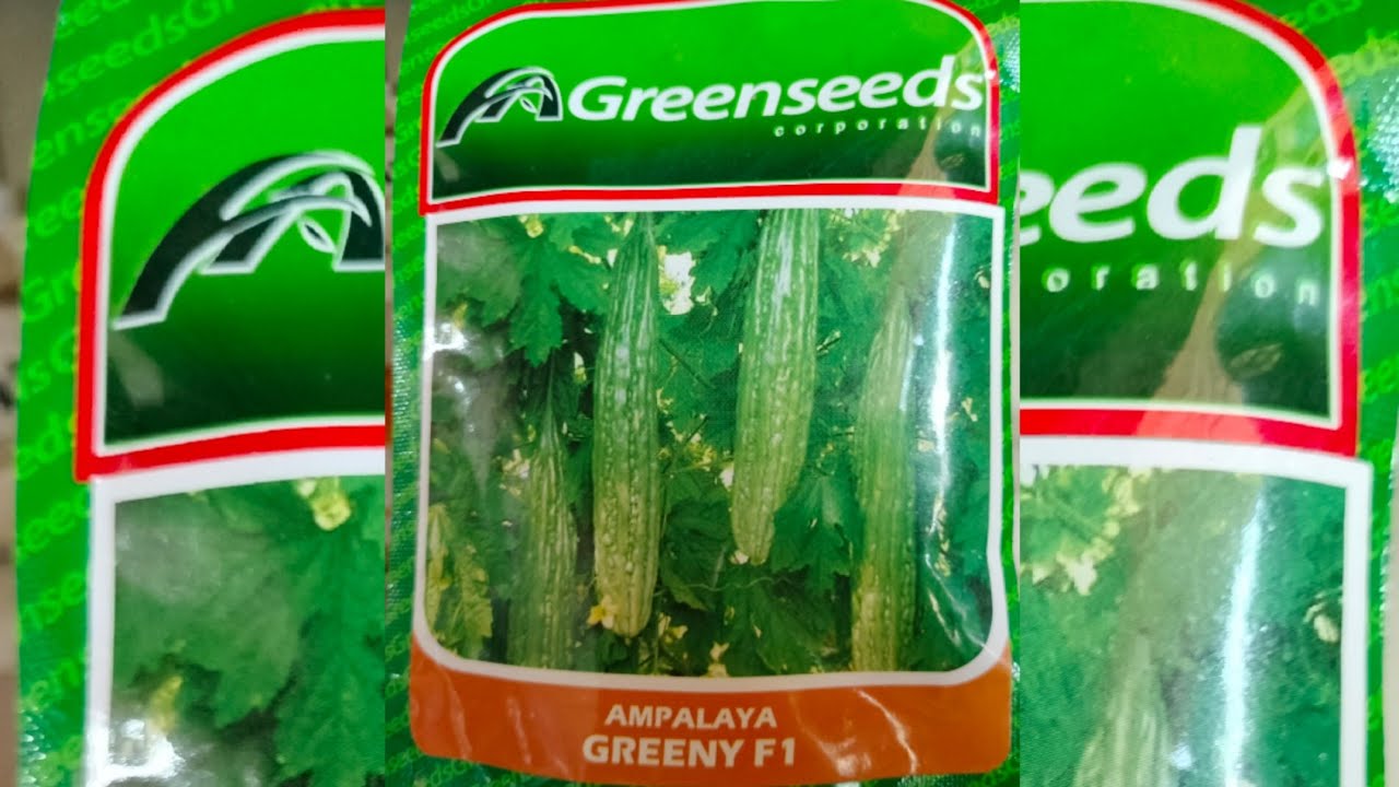 GREENSEEDS AMPALAYA "GREENY F1" MALALAKI AT MAHAHABA!