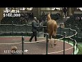 Hip 4226, Double Dream sells for $350,000 at 2023 Keeneland November