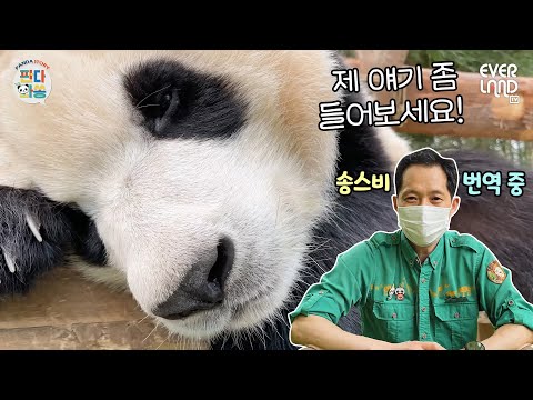 [ENG] (소듕) 바오가족과 송바오의 대화 모음.zip│#판다와쏭