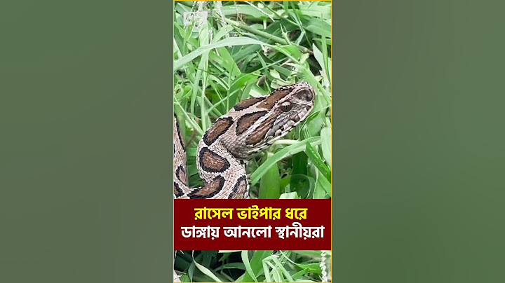 পদ্মা নদী থেকে রাসেল ভাইপার উদ্ধার