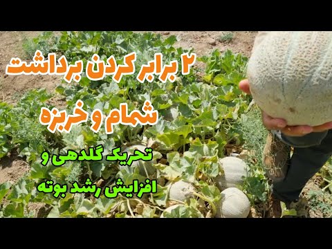 تحریک رشد بوته شمام خربزه هندوانه جانا و طالبی افزایش گلدهی و درشت کردن بار با نماکوب