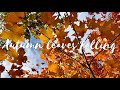 Autumn Leaves Falling / Nature Cinematic Video / Nature B-Roll with relaxing music