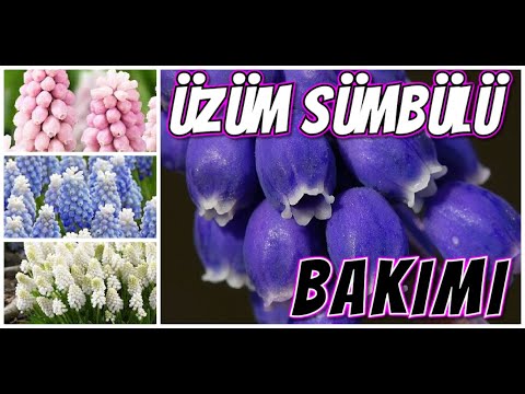 Video: Üzüm Sümbül Bitkileri - Yaygın Üzüm Sümbülleri Hakkında Bilgi Edinin