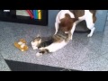 cat and dog&#39;s love