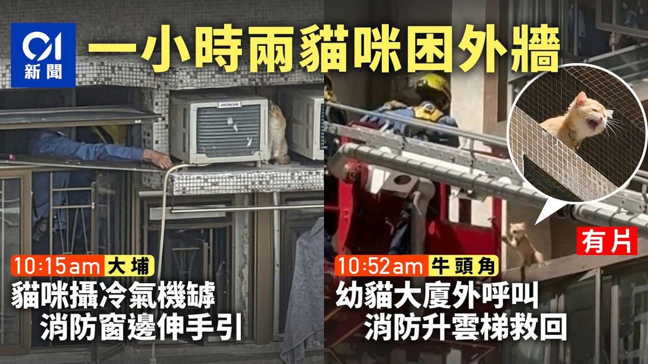 【01秒看新聞】大埔牛頭角兩貓咪被困外牆　消防升雲梯、窗邊伸手救回｜01新聞｜大埔｜牛頭角｜貓咪｜消防｜外牆