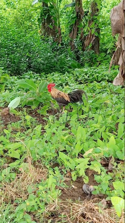 #viral bunyi UNIK PALING DICARI suara berkokok ayam hutan pikat JALAK #ayamhutan #berandayoutube