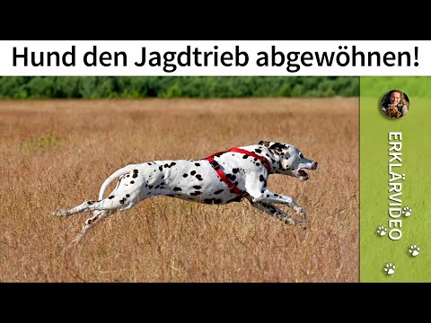 Video: Wie man einen Hund davon abhält, den Staubsauger zu jagen