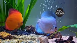 Aqua Discus guys in Coimbatore | Discus Keeping | Discus India screenshot 5