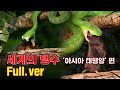 [특집] 드디어 공개!! 살모사&코브라 사냥을 한꺼번에 !! 세계의 맹수 '아시아 태평양' 편 Full.ver