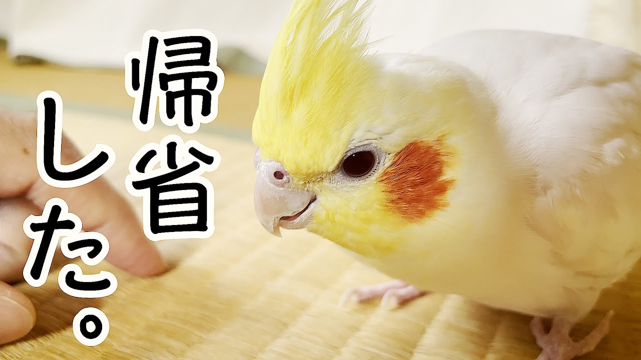 オカメインコ オス2歳 2匹 - 東京都のその他