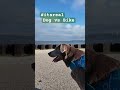 I saved that guy‘s life#lab#travel #shortfeed #shorts #shortvideo #Lab #Labrador #dog #bike #best #