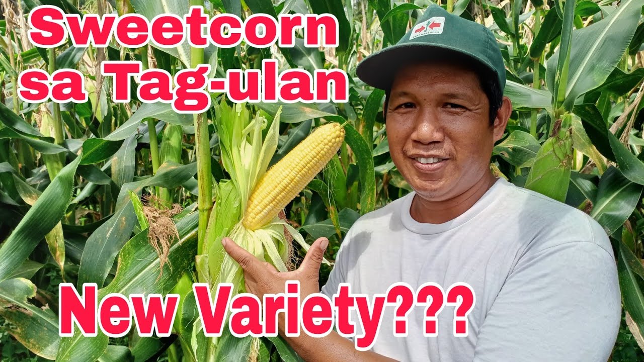 Magkano ang pwedeng kitain sa Sweet Corn Farming + Introducing Sweet corn sa Tag-ulan