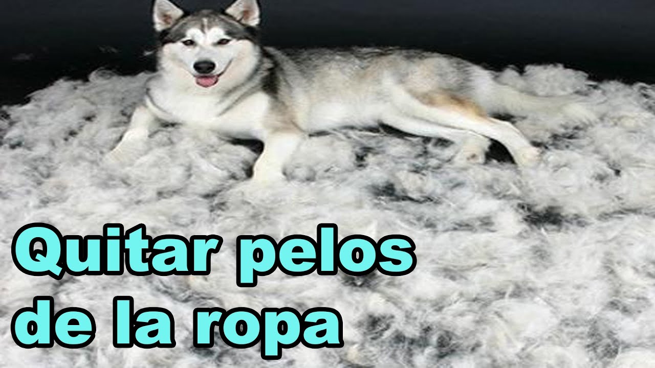 QUITAR PELOS DE PERRO DE LA ROPA 