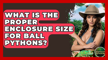 What Is The Proper Enclosure Size For Ball Pythons? - Reptilian Wonders