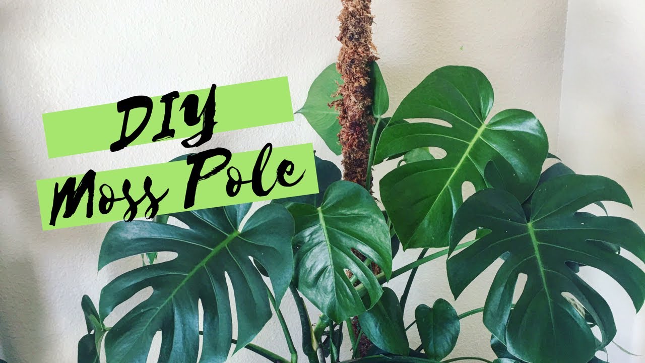 How To Make A Moss Pole Diy Youtube