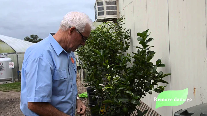How to control leaf miner on your Citrus tree