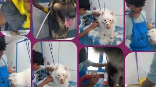 Thumbnail Dog grooming near me at kathmandu pet spa