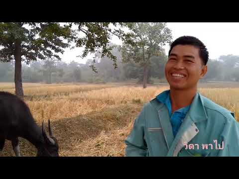 อากาศ ดี๋ ดี ตอนเช้ามีเมฆหมอก_-ຊົມຫມອກຫນາຕອນເຊົ້າໆ