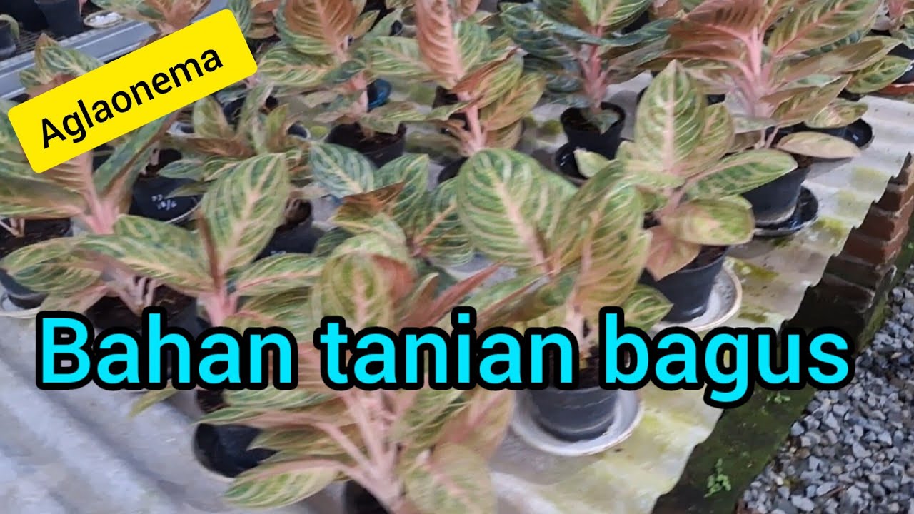 Bahan bagus proses mudah hasil maksimal#aglaonema #semiaglao