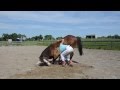 How to teach your horse to bow