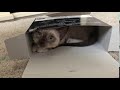 Кот пробует первую коробку. Cat tries the first box.