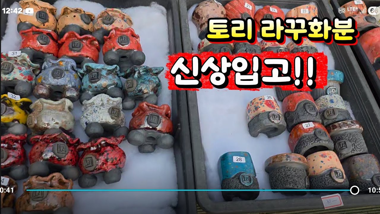 🗨26년 3월 5일 토리라꾸화분을 소개합니다.😘 5만원이상 무료배송 