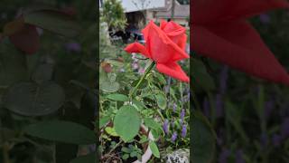 #homegardening #rose #broken rose... Even when broken, love and care nurture beauty back to life\