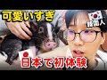 豚カフェ初体験!鎌倉で一番癒された1日|韓国人日本旅行！海鮮丼とサンセットも最高でした！
