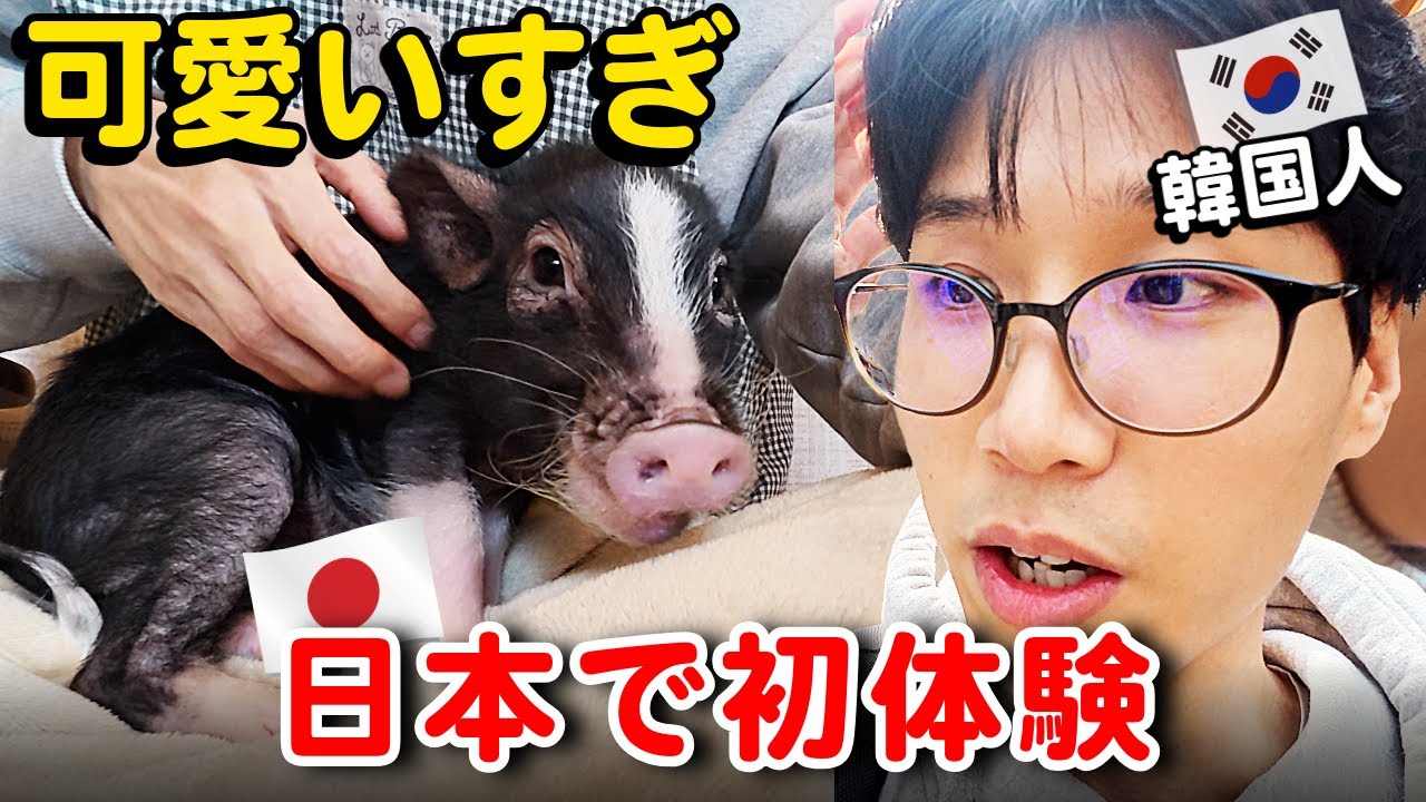 豚カフェ初体験!鎌倉で一番癒された1日|韓国人日本旅行！海鮮丼とサンセットも最高でした！