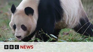 Giant pandas leave Edinburgh Zoo for return to China - BBC News