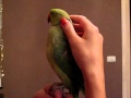 Разговорчивый попугай Ричи