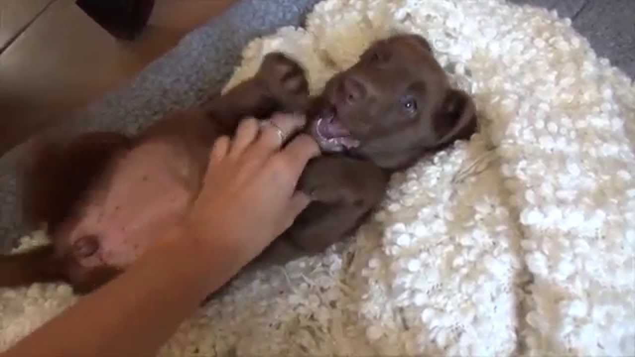Cute Labrador Puppy Getting A Fun Belly Rub Youtube