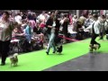 Cachou au championnat de france 072011