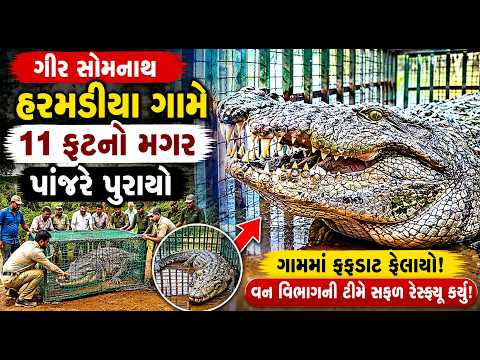 #girsomnath | હરમડીયા ગામે 11 ફૂટનો મગર પાંજરે પુરાયો | #drashtikonnews
