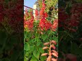 How to collect salvia flower seeds ?