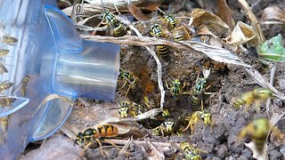 Yellow Jacket Nest vs Vacuum  Keeping Wasps as Pets