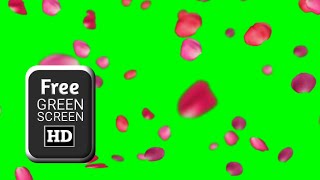 Rose petals falling green screen video effects |Green screen Rose video |Flower green screen