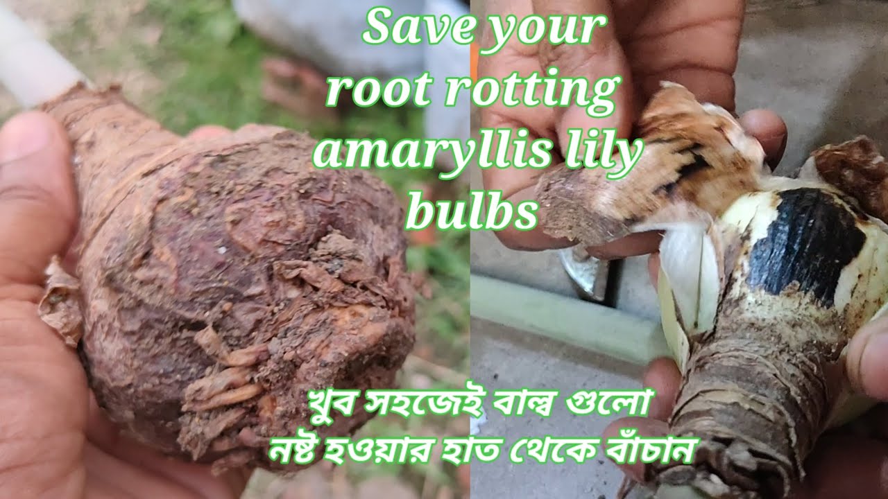 How to save root rotting amaryllis lily bulbs নষ্ট হওয়া বাল্ব গুলি