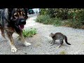 ქართული ნაგაზი. კნუტი ჩხუბობს ძაღლი თამაშობს :)  cat vs georgian dog - fight to the death