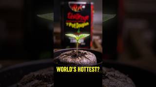 Magic Plant: 7 Pot Douglah *Grow Challenge* #hotpepper #plants #challenge