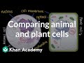 Cellular Connections: Comparing Animal and Plant Cells