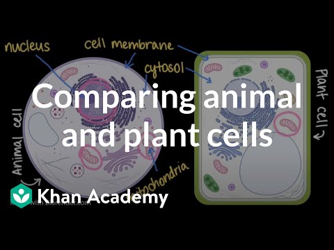 Video: Hvem er plante- og dyreceller ens?